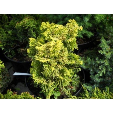 Chamaecyparis obtusa'Marian Bloom'