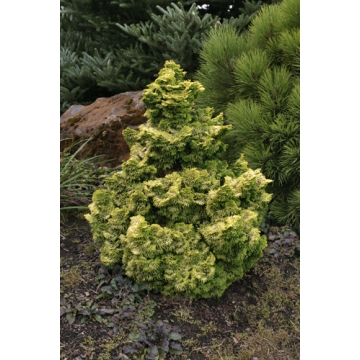 Chamaecyparis obtusa'Nana Lutea'