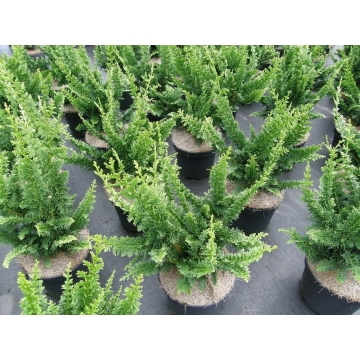 Chamaecyparis obtusa'Teddy Bear'