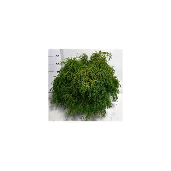 Chamaecyparis pisifera'Filifera Nana'