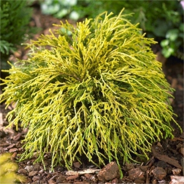 Chamaecyparis pisifera'Sungold'