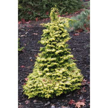 Chamaecyparis obtusa'Melody'
