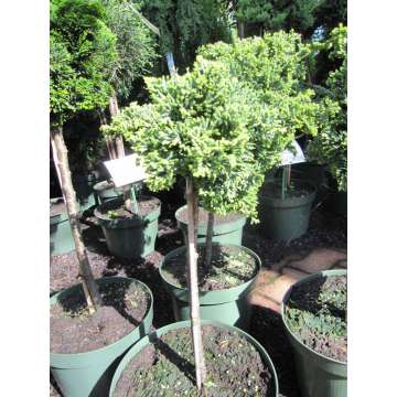 Chamaecyparis lawsoniana'Brégeon'