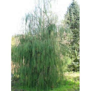 Chamaecyparis lawsoniana'Pendula'