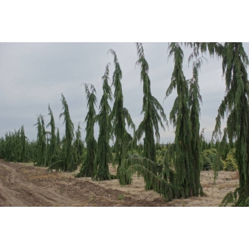 Chamaecyparis nootkatensis'Green Arrow'