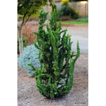 Chamaecyparis obtusa'Chirimen'