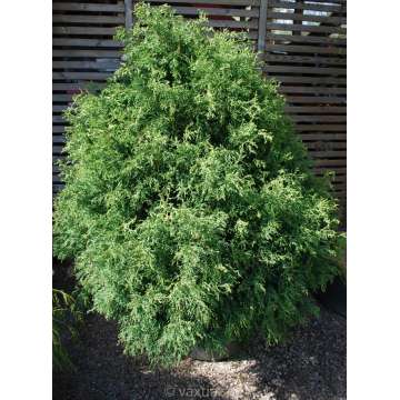 Chamaecyparis obtusa'Lycopodiodes'