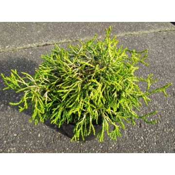 Chamaecyparis obtusa'Tsatsumi Gold'