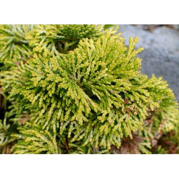 Chamaecyparis obtusa'Nana Lutea'