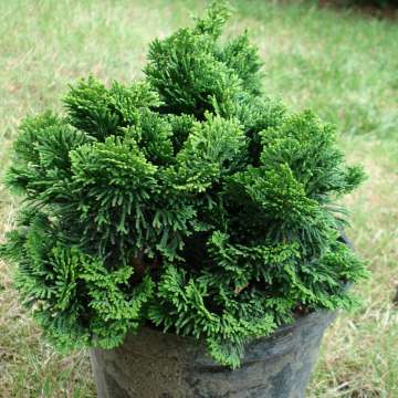 Chamaecyparis obtusa'Nana Gracilis'