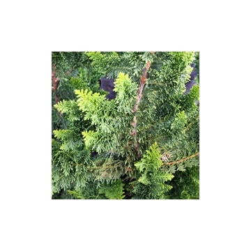Chamaecyparis pisifera'Teddy Bear'