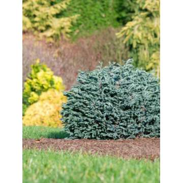 Chamaecyparis pisifera'Blue moon'