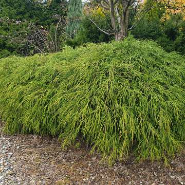 Chamaecyparis pisifera'Filifera Nana'