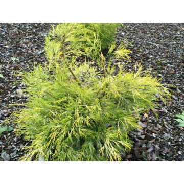 Chamaecyparis lawsoniana'Karace'