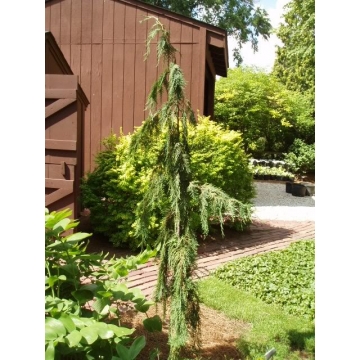 Chamaecyparis nootkatensis'Moonshot'