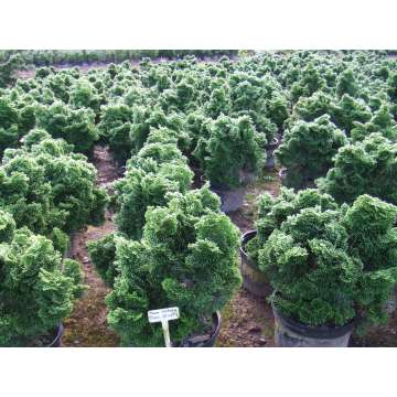 Chamaecyparis obtusa'Pagode'
