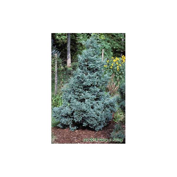 Chamaecyparis pisifera'Squarrosa'