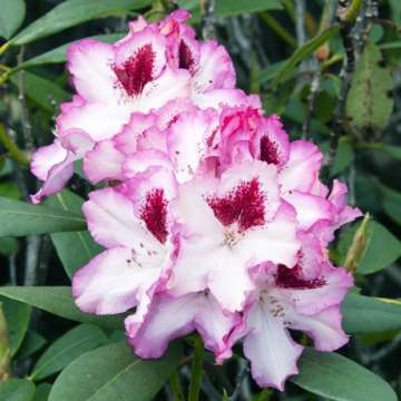 Rhododendron'Hachmann's Charmant'