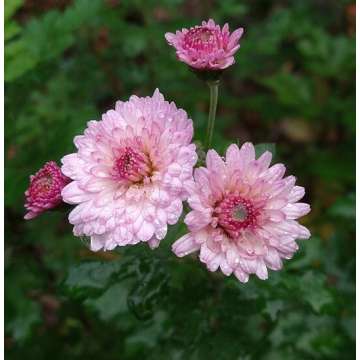 Chrysanthemum'Mei-Kyo'