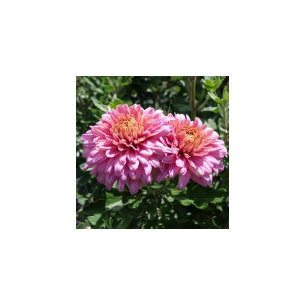 Chrysanthemum'Schloss Taverne'