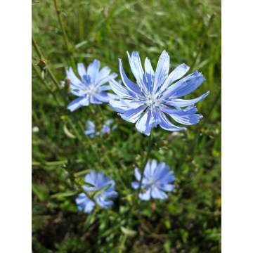 Cichorium intybus