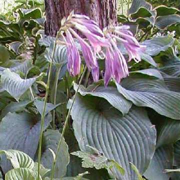 Hosta clausa'Normalis'