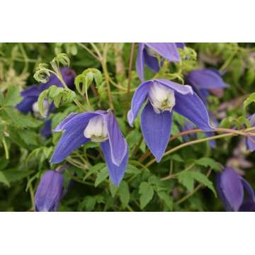 Clematis alpina'Francis Rives'