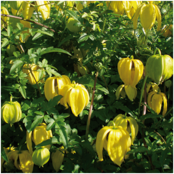 Clematis'Bill Mackenzie'