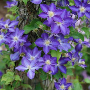 Clematis'Stefan Franczak'