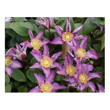 Clematis'Exciting'