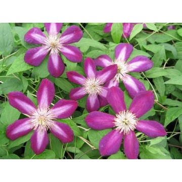 Clematis'Firefly'