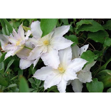 Clematis'Gladys Picard'