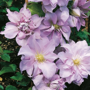 Clematis'Louise Rowe'