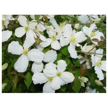 Clematis montana'Grandiflora'