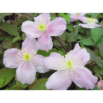 Clematis'Mayleen'