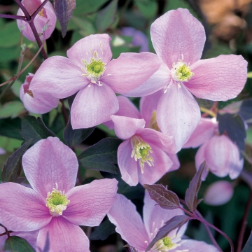 Clematis montana'Odorata'