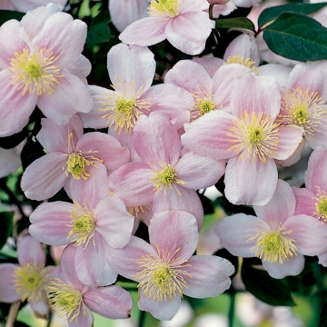 Clematis'Pink Perfection'