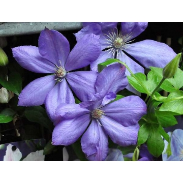 Clematis'Mrs.Cholmondeley'