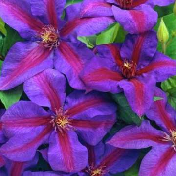 Clematis'Mrs N Thompson'