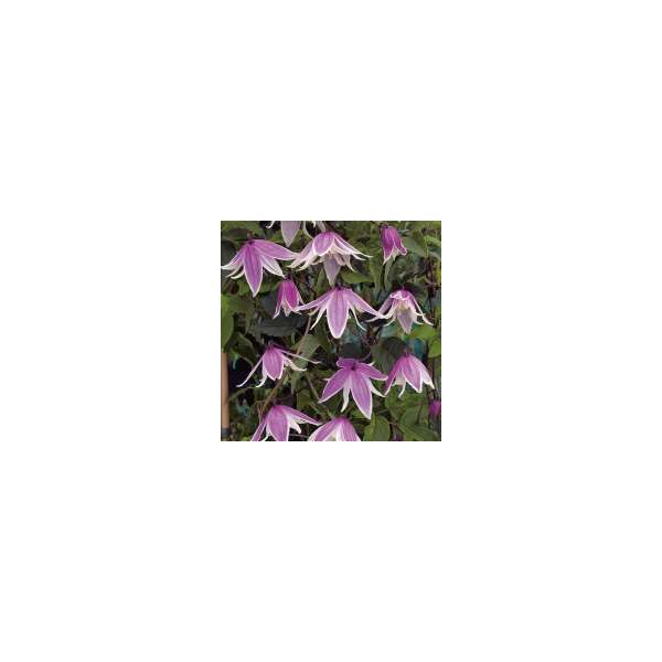 Clematis'Propertius'