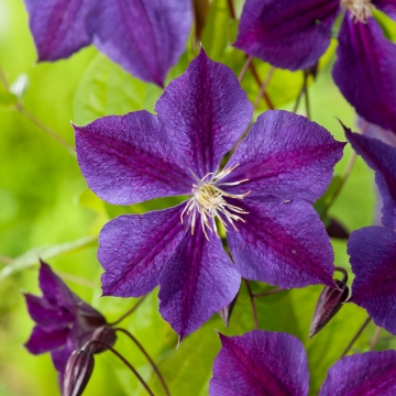Clematis'Star of India'