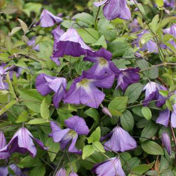 Clematis viticella'Little Bas'