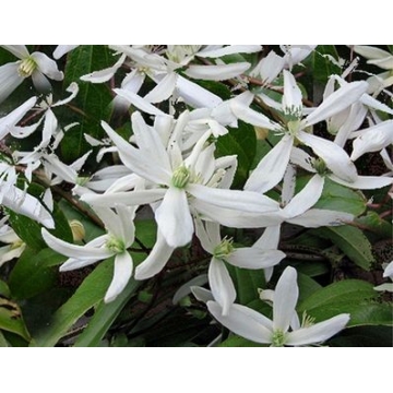 Clematis armandii'Snowdrift'