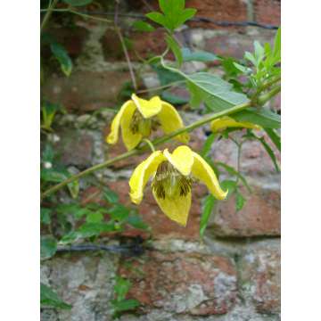 Clematis'Bill MacKenzie'