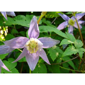 Clematis macropetala