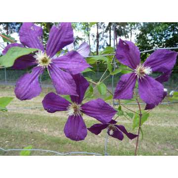 Clematis'Negritjanka