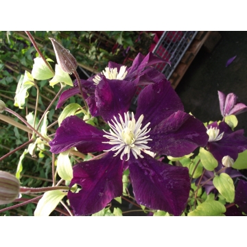clematis patens'Warszawska Nike'