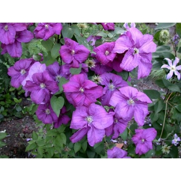 Clematis'Rahvarinne'