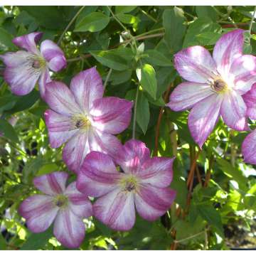 Clematis'Pernille'