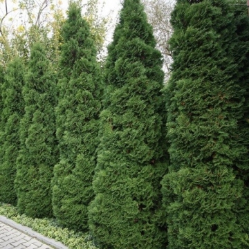 Thuja occidentalis'Holmstrup'